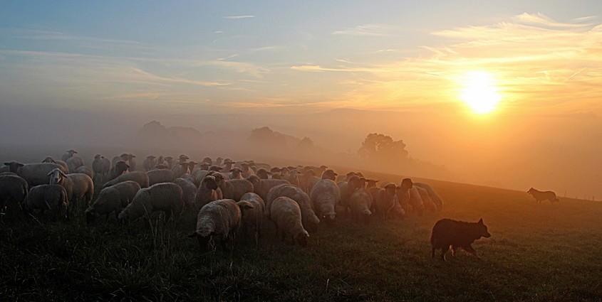 flock-of-sheep-2252296_1920